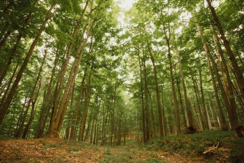 Вілла Wilderness Vista Retreat Reed City Екстер'єр фото
